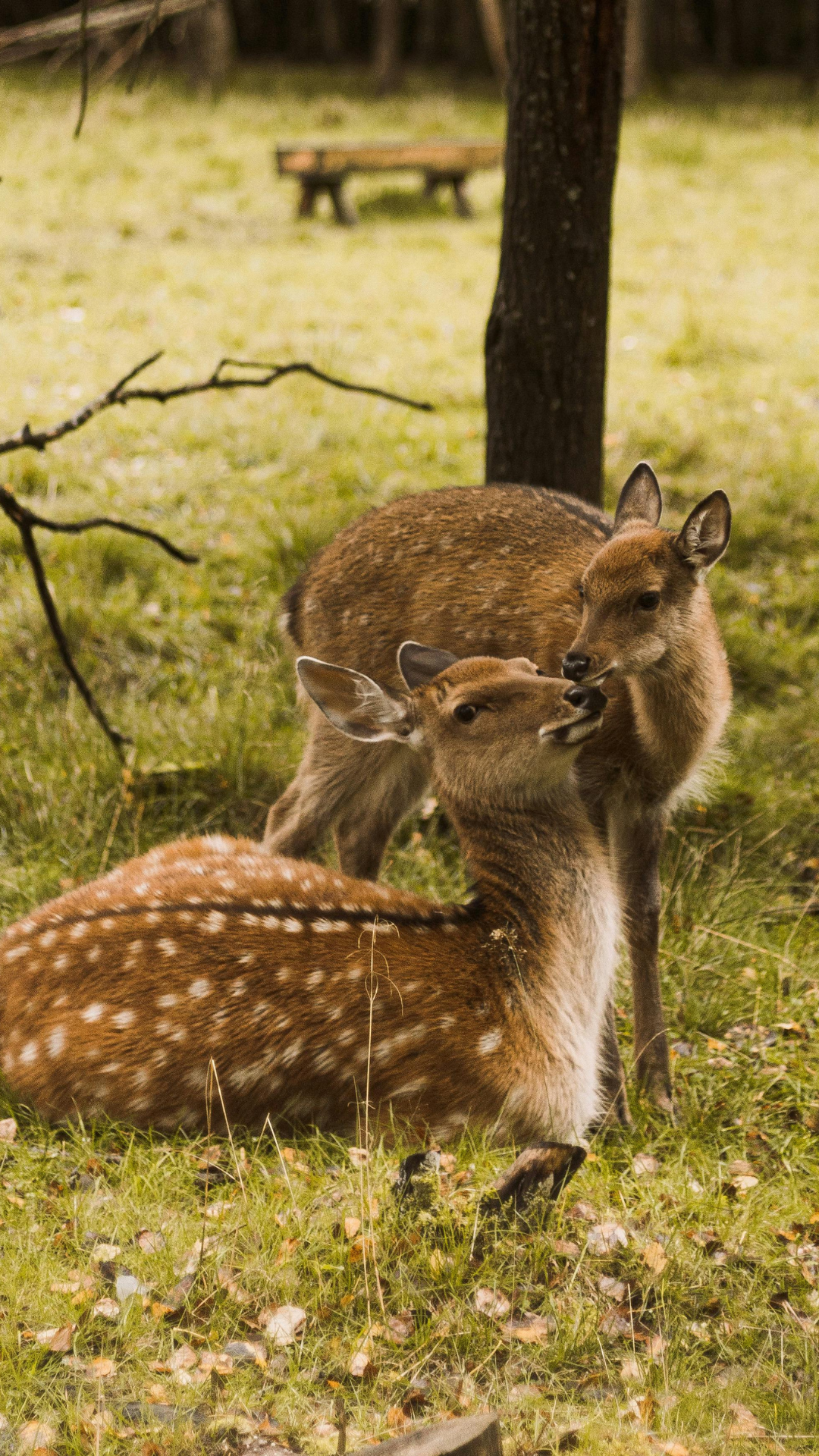A baby fallow deer wanting attention from his mother in a grassy forest 