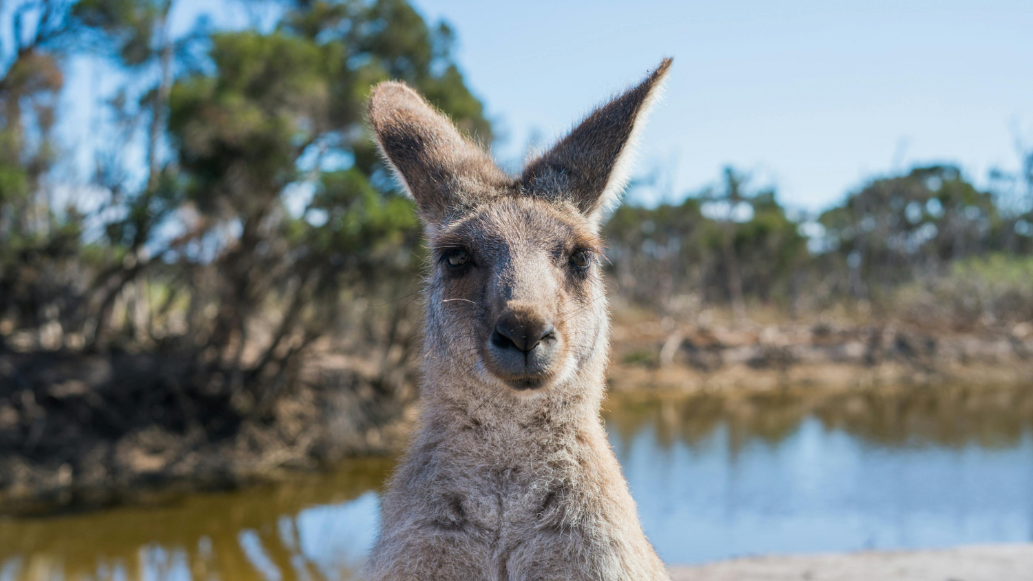 kangaroo standing in front of a outback creek and looking into camera